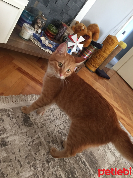 Sarman, Kedi  Güneş fotoğrafı
