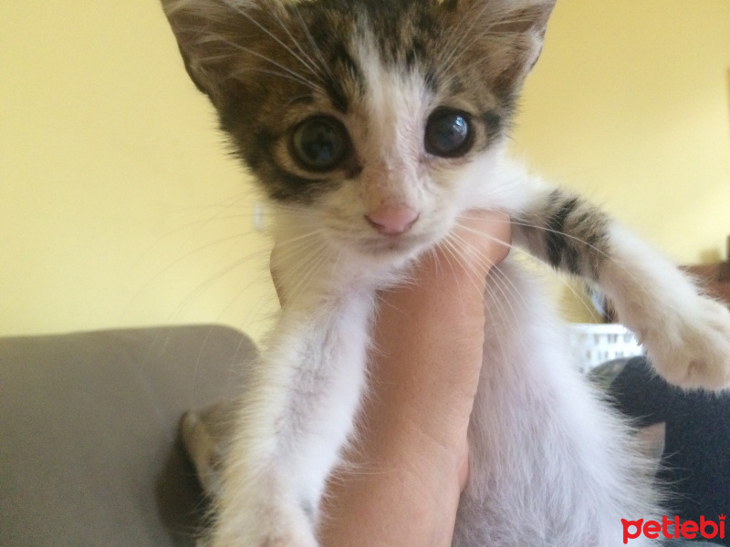 Tekir Kedi, Kedi  Can fotoğrafı