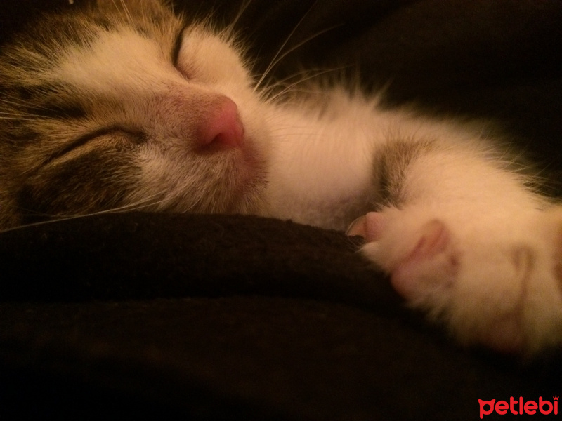 Tekir Kedi, Kedi  Can fotoğrafı