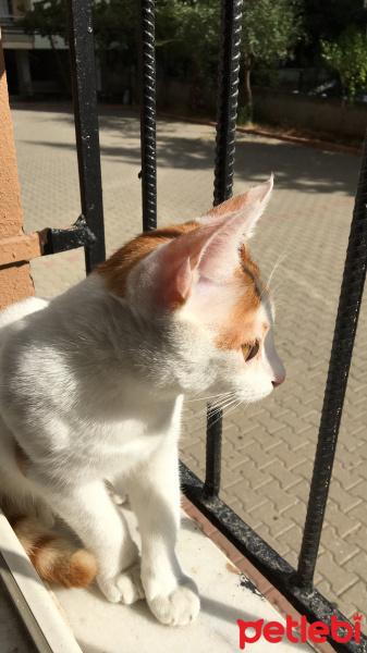Tekir Kedi, Kedi  Rio fotoğrafı