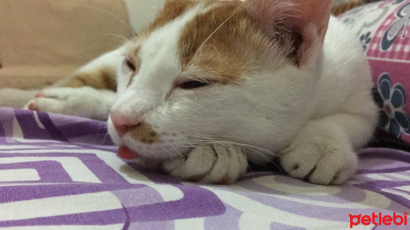 Tekir Kedi, Kedi  Rio fotoğrafı