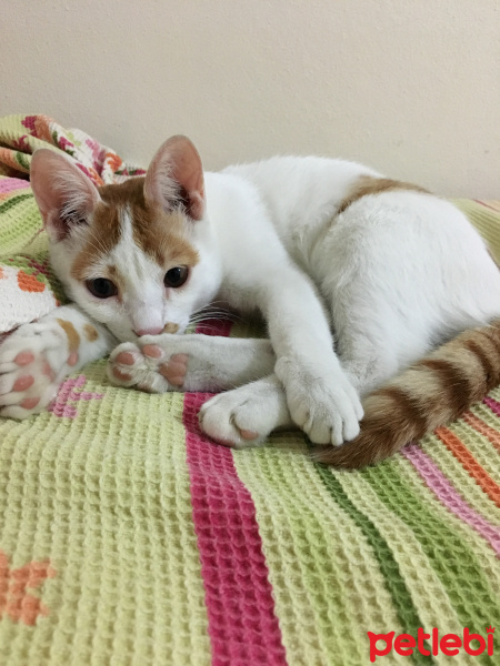 Tekir Kedi, Kedi  Rio fotoğrafı