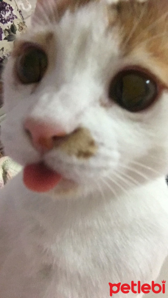 Tekir Kedi, Kedi  Rio fotoğrafı