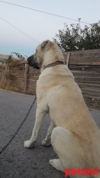 Kangal, Köpek  Paşa fotoğrafı