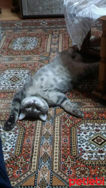 Scottish Fold, Kedi  alfa fotoğrafı