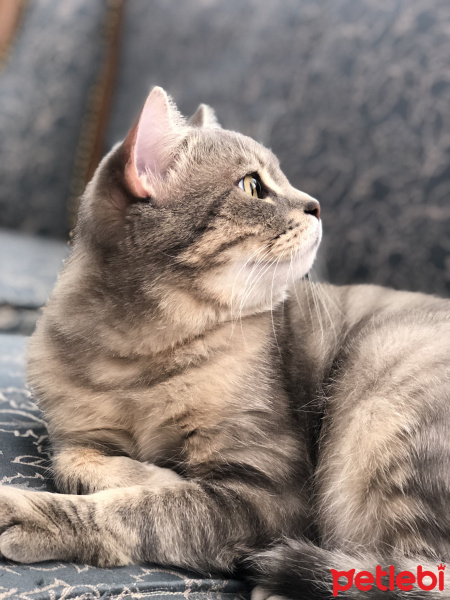 Scottish Fold, Kedi  alfa fotoğrafı