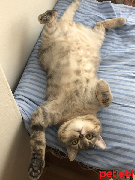 Scottish Fold, Kedi  alfa fotoğrafı