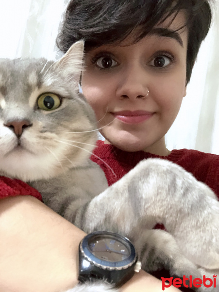 Scottish Fold, Kedi  alfa fotoğrafı