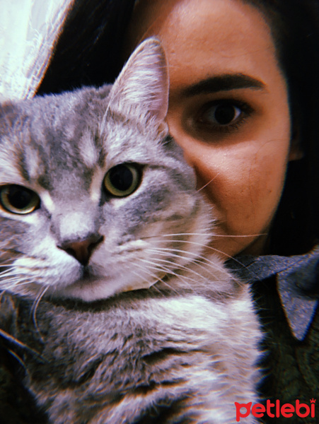 Scottish Fold, Kedi  alfa fotoğrafı