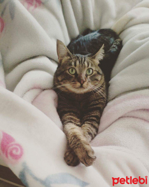Tekir Kedi, Kedi  Pişi fotoğrafı