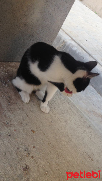 Tekir Kedi, Kedi  Neko fotoğrafı
