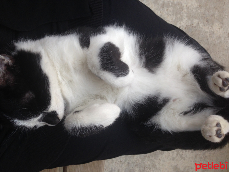 Tekir Kedi, Kedi  Neko fotoğrafı