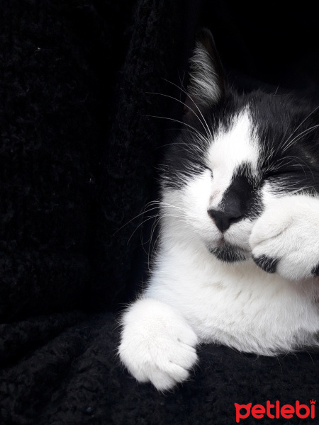 Tekir Kedi, Kedi  Neko fotoğrafı