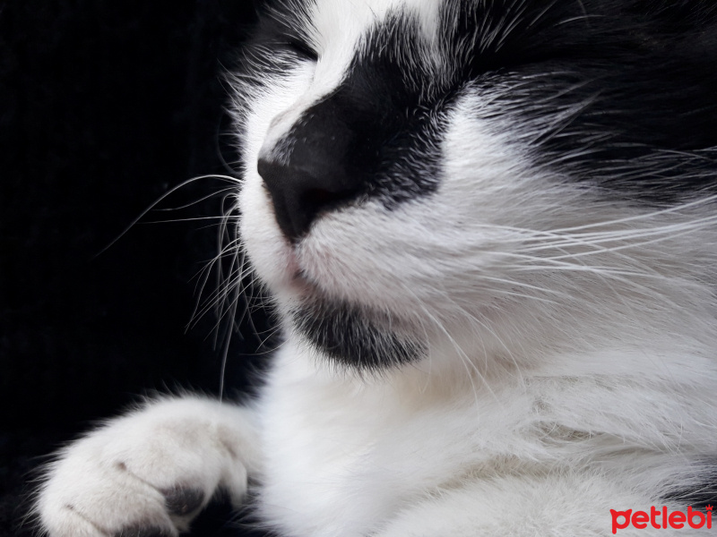 Tekir Kedi, Kedi  Neko fotoğrafı