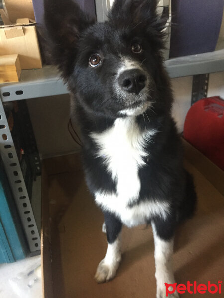 Border Collie, Köpek  cesi fotoğrafı