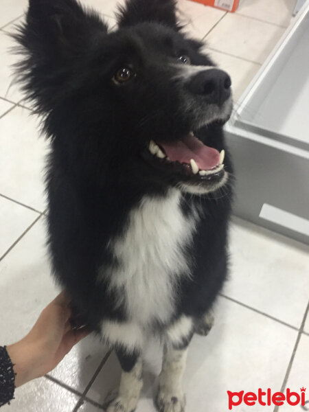 Border Collie, Köpek  cesi fotoğrafı