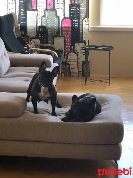 Fransız Bulldog, Köpek  Arça fotoğrafı