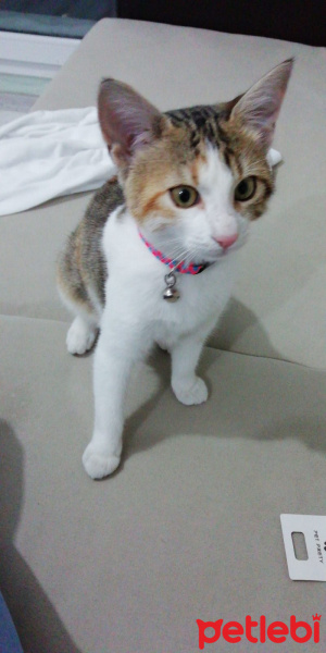 Tekir Kedi, Kedi  Mia fotoğrafı