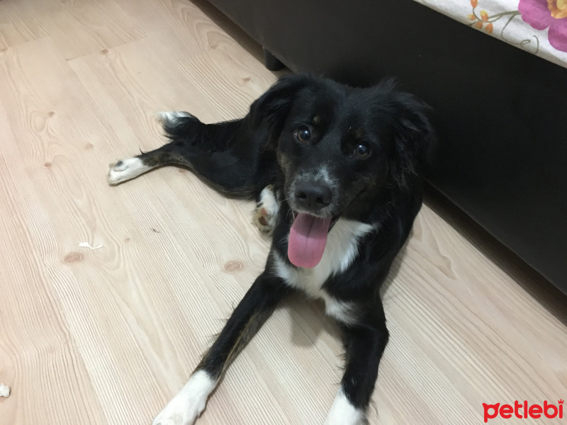 Border Collie, Köpek  Laika fotoğrafı