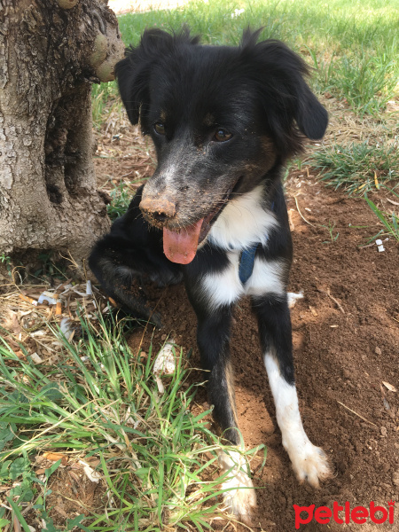 Border Collie, Köpek  Laika fotoğrafı