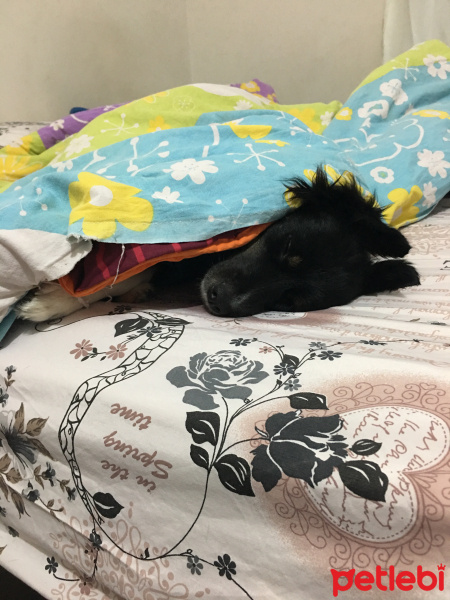 Border Collie, Köpek  Laika fotoğrafı