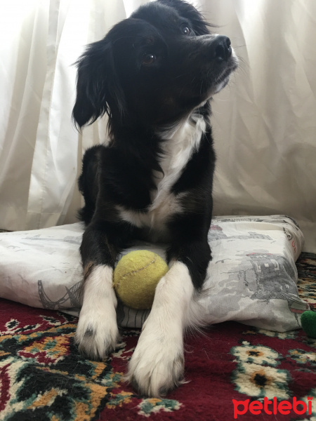 Border Collie, Köpek  Laika fotoğrafı