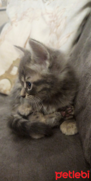 Tekir Kedi, Kedi  Harpy fotoğrafı