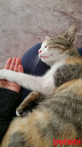 Tekir Kedi, Kedi  Adı yok fotoğrafı