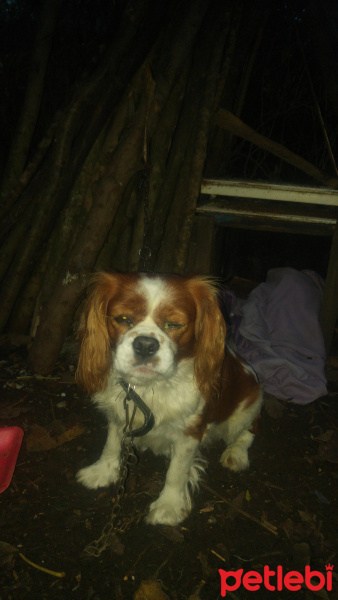 Cavalier King Charles Spanieli, Köpek  Jimy fotoğrafı