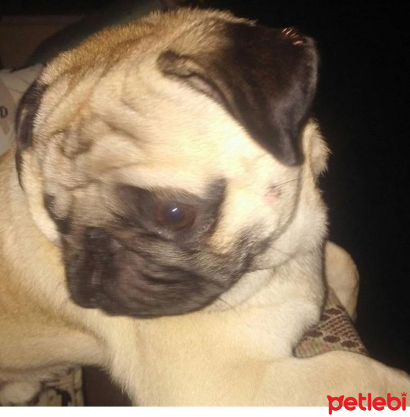 Pug, Köpek  Pars fotoğrafı