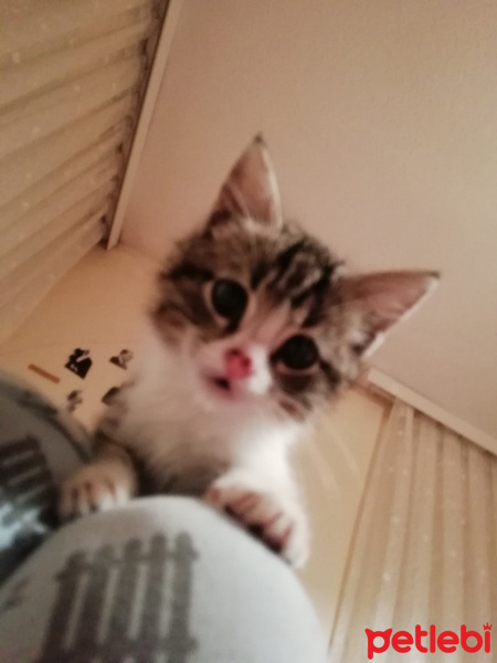 Tekir Kedi, Kedi  Herkül fotoğrafı