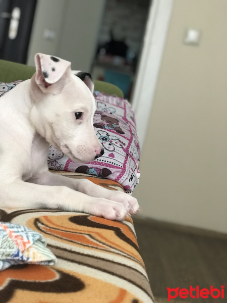 Dogo Arjantin, Köpek  Raşha fotoğrafı