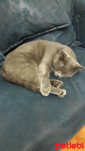 British Shorthair, Kedi  PONÇİK fotoğrafı