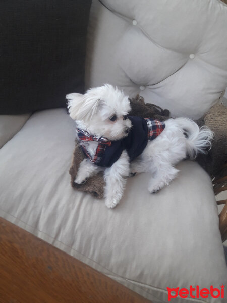 Maltese, Köpek  Puffy fotoğrafı