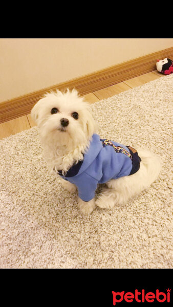 Maltese, Köpek  Puffy fotoğrafı