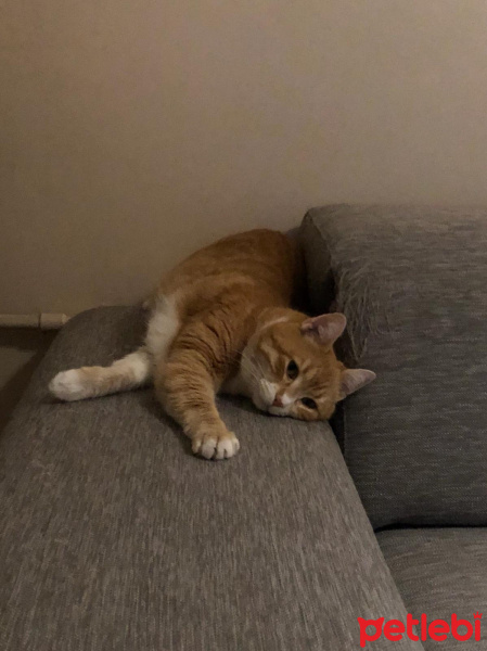 Sarman, Kedi  irma fotoğrafı