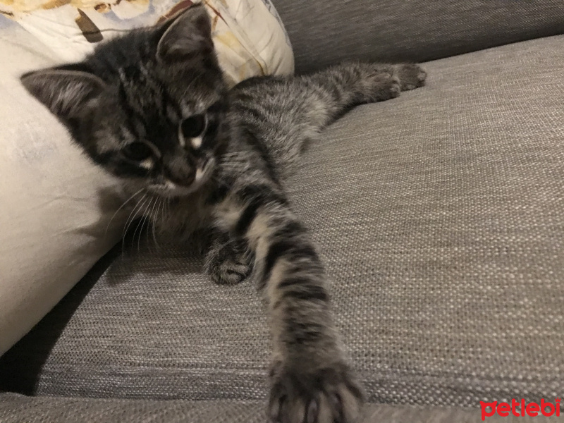 Tekir Kedi, Kedi  sterling archer fotoğrafı