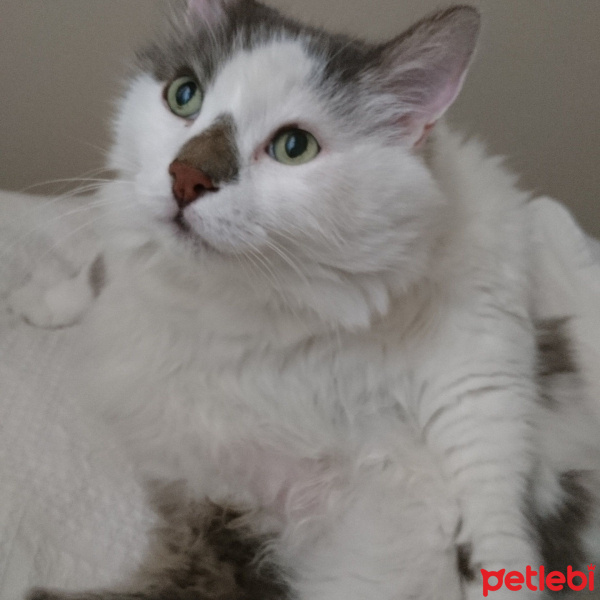 Tekir Kedi, Kedi  Duman fotoğrafı