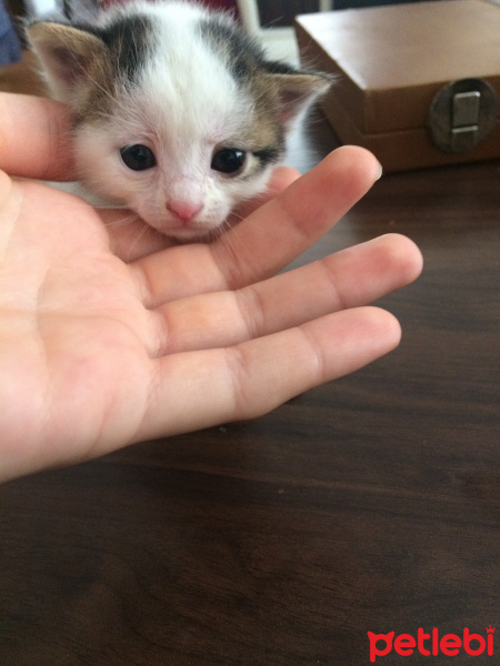 Tekir Kedi, Kedi  nohut fotoğrafı