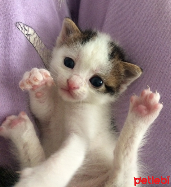 Tekir Kedi, Kedi  nohut fotoğrafı