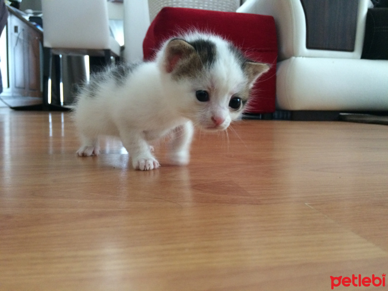Tekir Kedi, Kedi  nohut fotoğrafı