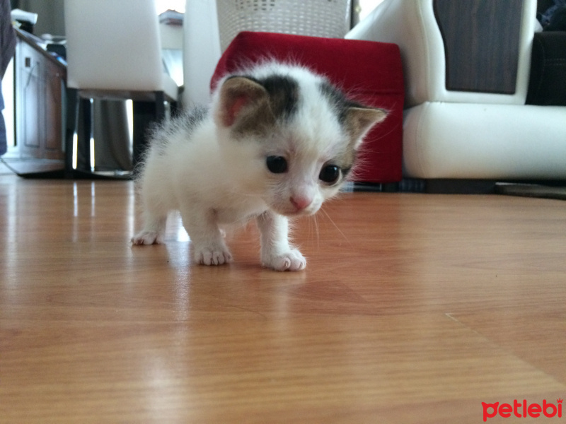 Tekir Kedi, Kedi  nohut fotoğrafı