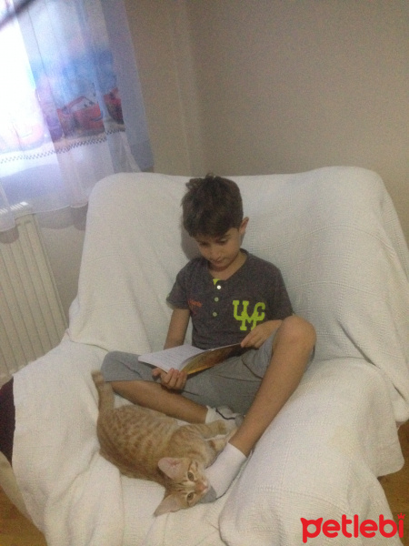 Sarman, Kedi  Mika fotoğrafı