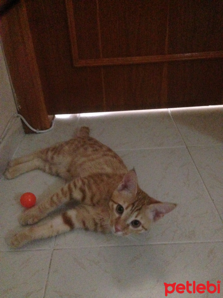 Sarman, Kedi  Mika fotoğrafı