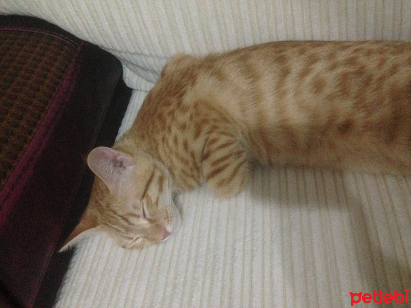 Sarman, Kedi  Mika fotoğrafı
