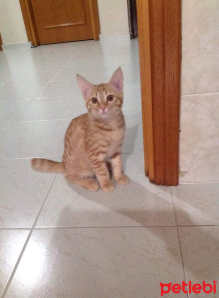 Sarman, Kedi  Mika fotoğrafı