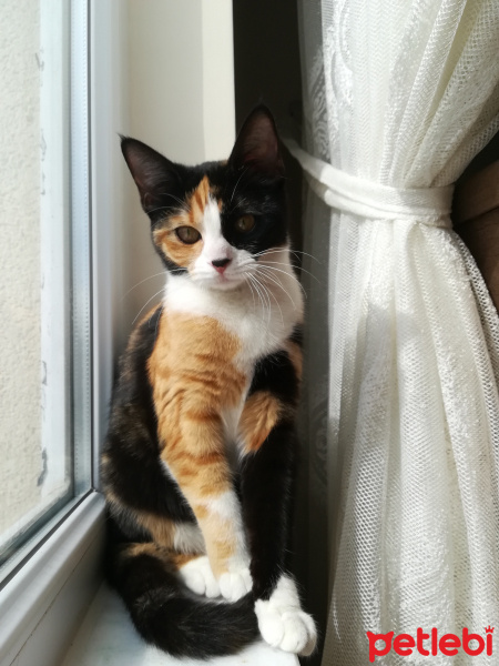 Tekir Kedi, Kedi  Tarçın fotoğrafı