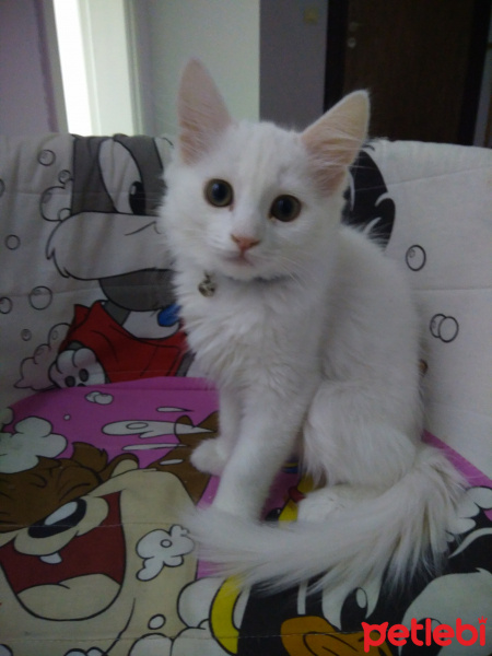 Chinchilla, Kedi  Chincila fotoğrafı