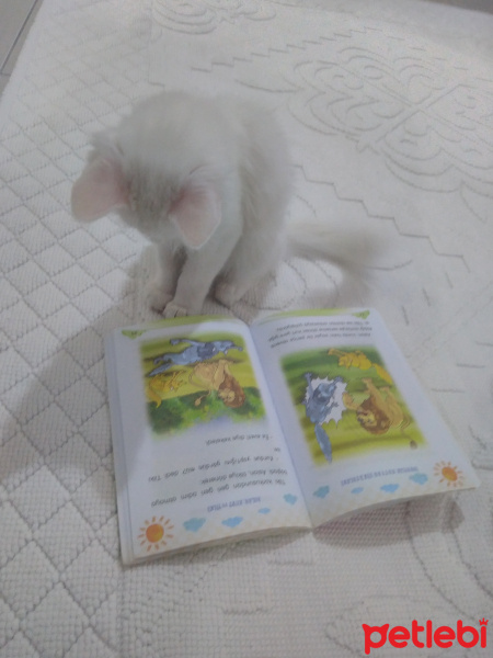 Chinchilla, Kedi  Chincila fotoğrafı