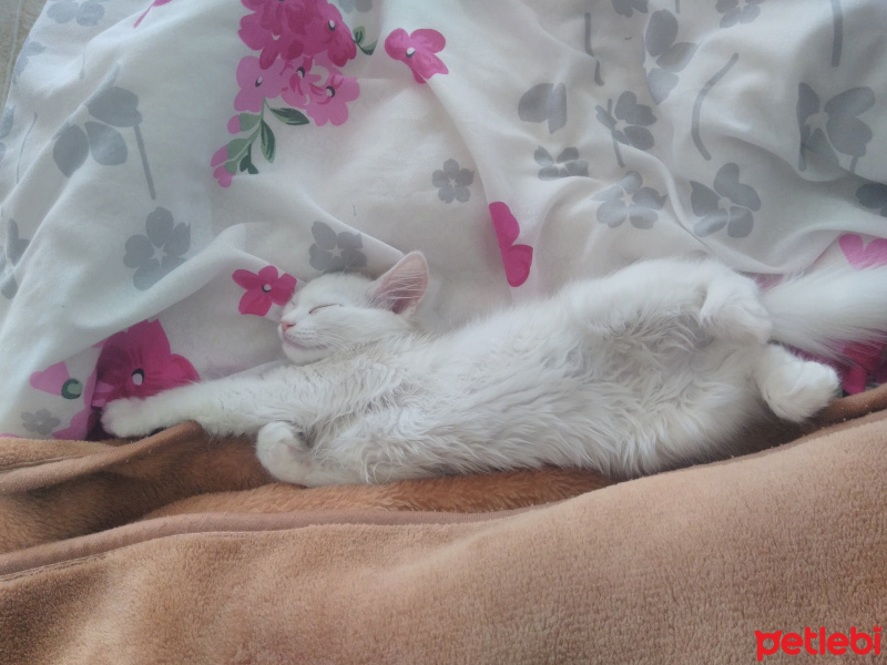 Chinchilla, Kedi  Chincila fotoğrafı